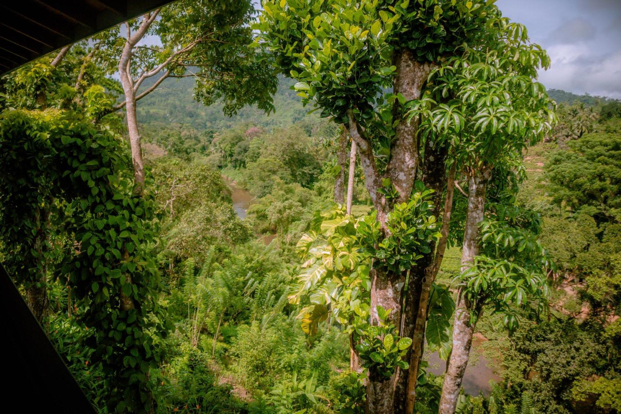 Evergreen Villa - Sinharaja Денияйя Экстерьер фото
